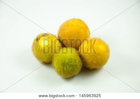 The Fresh Solanum ferox with White Backgound