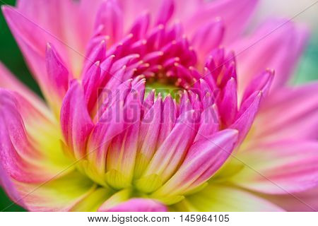 Pink and yellow flower close up.Beautiful flower in garden.Macro Pink and yellow flower