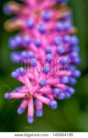 Pink and purple flower close up.Beautiful flower in garden.Macro Pink and purple flower