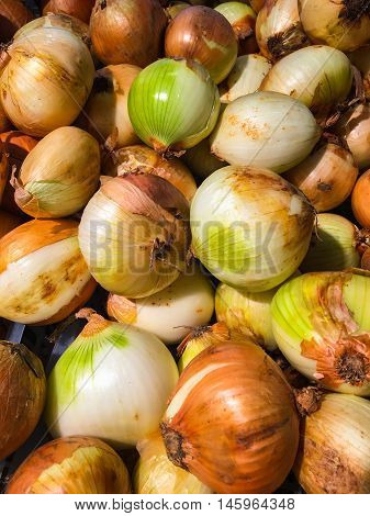 Close Up Fresh Onion Organic Ingredient Natural