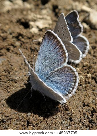 Boisduval's Blue butterflies (Plebejus icarioides) on the ground