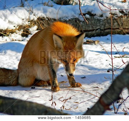 Red Fox 21