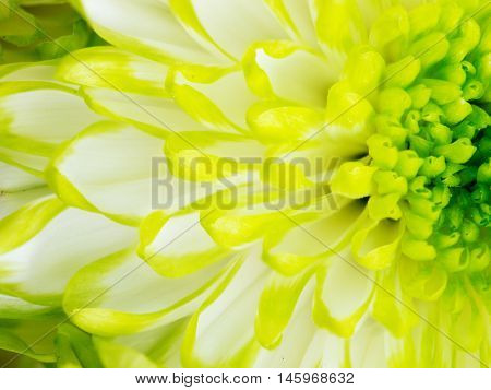 Extreme close up macro image of Green Chrysanthemum Flower. Detail of Lime Green Chrysanthemum Flower