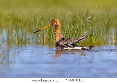 Washing Black Tailed Godwit