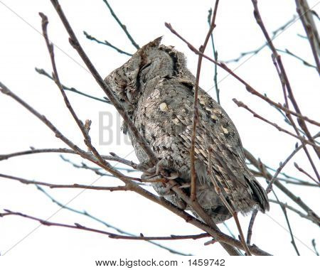 올빼미 (Callard Scops 올빼미) (Otus Bakkamoena) 1