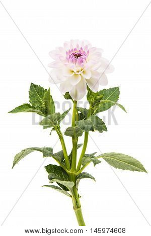Studio Shot of White Color Dahlia Isolated on White Background. Macro. Symbol of Elegance Dignity and Good Taste.