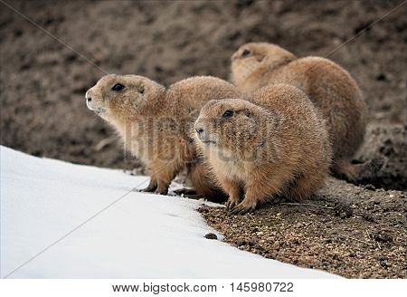 Detailed view of a small animal - whiz in winter