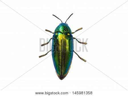 Beautiful Jewel Beetle or Metallic Wood-boring (Buprestid) top view isolated on white background.