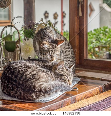 Two Cats By The Window