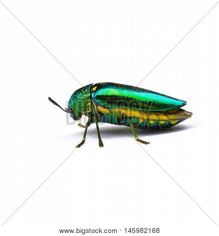 Beautiful Jewel Beetle or Metallic Wood-boring (Buprestid) top view isolated on white background.