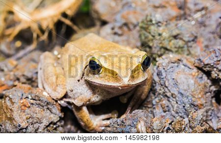 Close-up view of frog ropuha-aga. Focus on the face