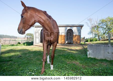 Horse In Front Of Stables
