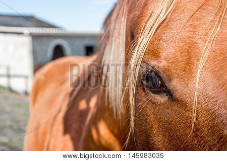 Eye Of A Horse