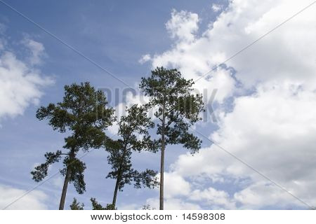 taeda pinheiros em céu azul