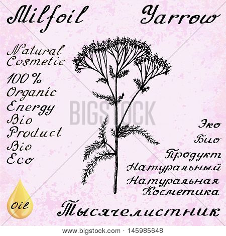 Yarrow Achillea millefolium hand drawn sketch botanical illustration. Vector illustation. Medical herbs. Lettering in English and Russian languages. Grunge background. Oil drop