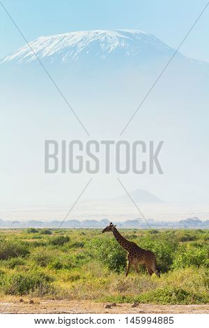 Giraffes in front of Kilimanjaro at the background shot at Amboseli national park Kenya. Vertical shot