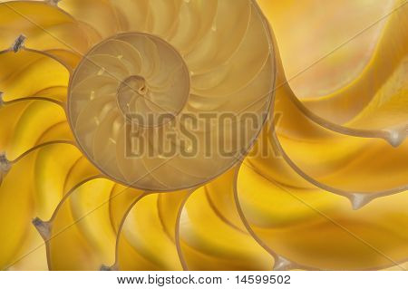 Nautilus Shell