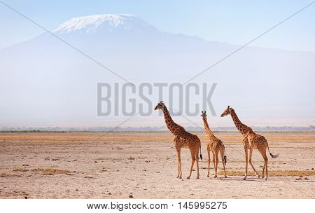 Three giraffes in front of Kilimanjaro at the background shot at Amboseli national park Kenya. Horizontal shot