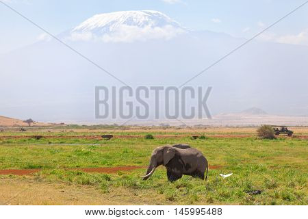 Elephant in front Kilimanjaro at the background shot at Amboseli national park Kenya