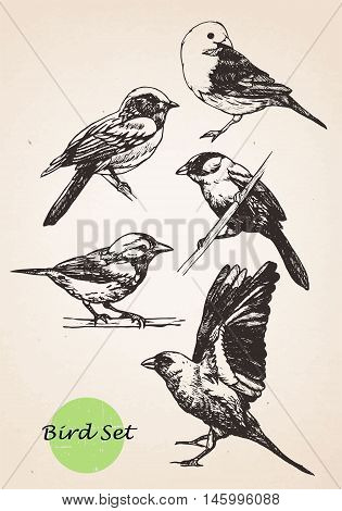 Set of highly detailed hand-drawn birds.Vector isolated elements.