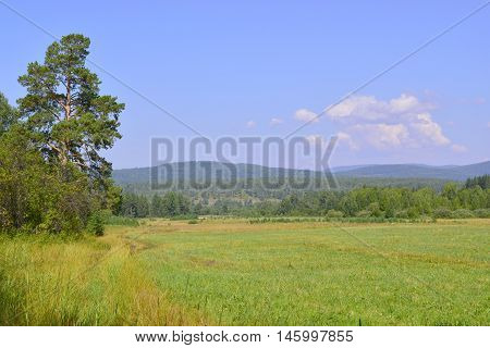 Mixed forest on a background of mountainous terrain