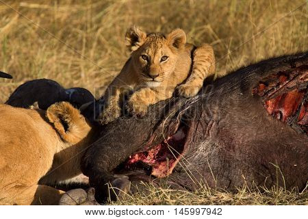 Lioness with cub eating a buffalo corps at sunset in Masai Mara Kenya
