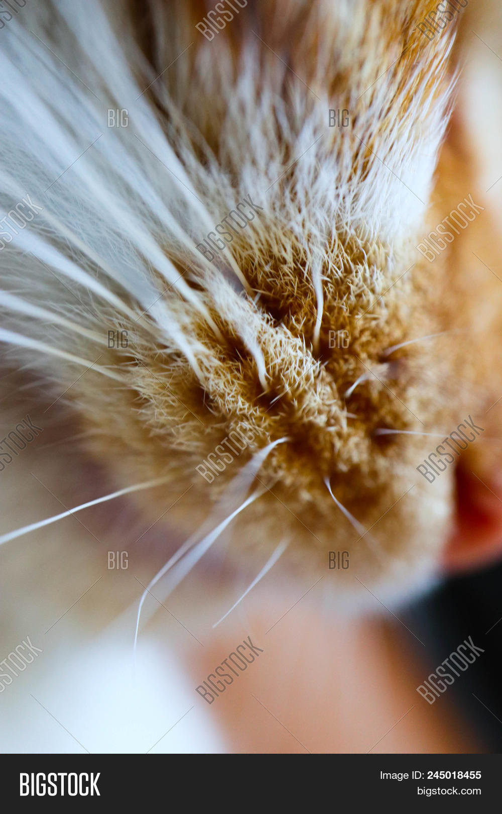 Ginger Cat Whiskers Image & Photo (Free Trial) Bigstock