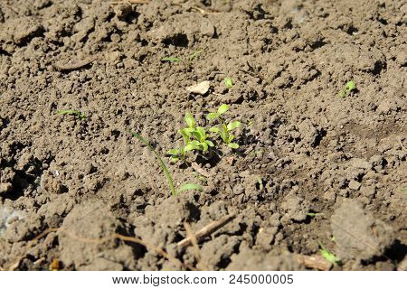 On Vegetable Gardens Grow Vegetables