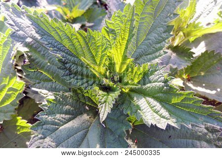 Young Nettle Close-up