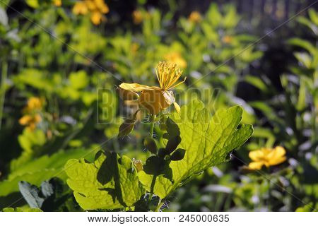 Celandine. Flowers Celandine