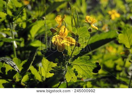 Celandine. Flowers Celandine