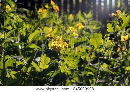 Celandine. Flowers Celandine