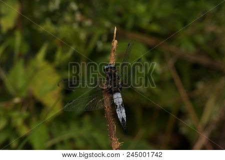 The Dragonfly Is An Insect, Thus An Invertebrate Animal, Of The Order Of Odonates, Of Subordinate Of