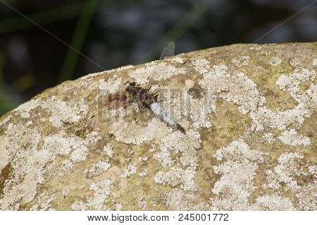The Dragonfly Is An Insect, Thus An Invertebrate Animal, Of The Order Of Odonates, Of Subordinate Of