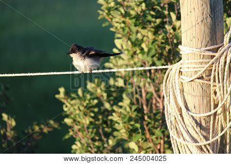 Young Eastern Kingbird Perched With Ruffled Feathers