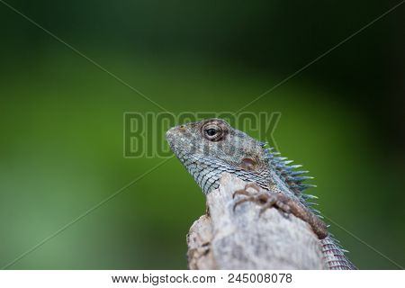 A Garden Lizard On A Small Log With Green Background