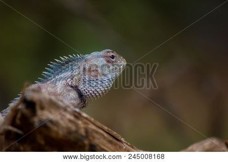 A Garden Lizard Sitting On A Log