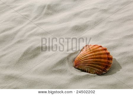 Shell makaa hiekalla rannalla
