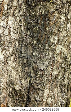 The Bark Of Trees In Nature Is Not Smooth.