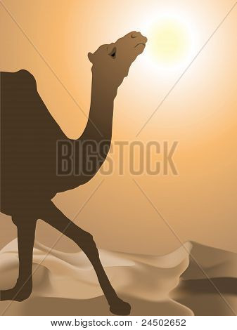 Camelo no deserto