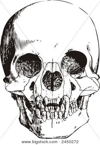 Vampir Skull illustration