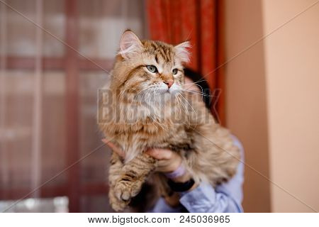 Close-up Of Siberian Cat Without Persian Admixture, Long Coat, Brown Earth Color.