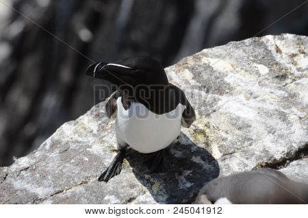 A Razorbill On A Cliff Edge On The Isle Of May