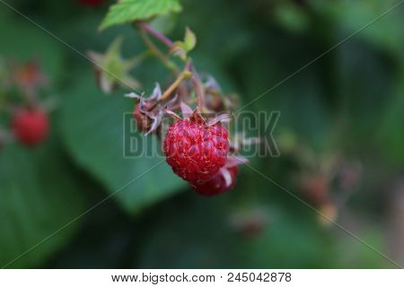 Ripe raspberry on the branch in the garden. Fresh raspberry bush. Juicy red berries. Delicious and healthy food. A healthy way of life. Sweet raspberry macro. Jam of raspberries. Summer berries