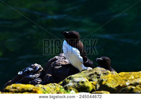 Razorbills On The Cliff Edge On The Isle Of May