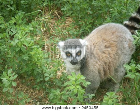 Lémures de cauda anelada (Lemur Catta)