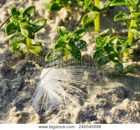 Sea Sandwort In The Sand On The Baltic Seashore
