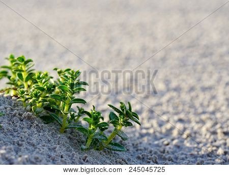 Sea Sandwort In The Sand On The Baltic Seashore