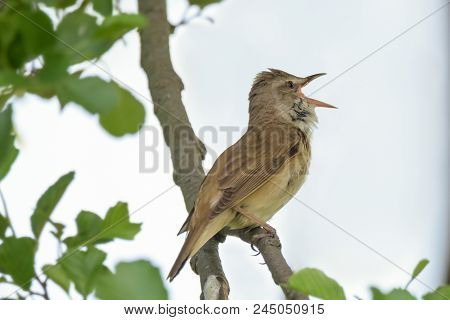 Great Reed Warbler Bird - Acrocephalus Arundinaceus