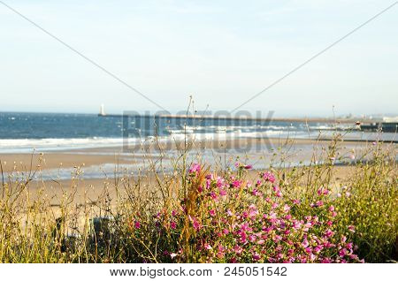 Landscape Flowers At Seaburn Sea Front, Sunderland
